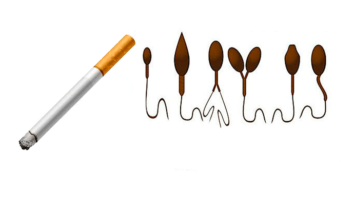 烟草成瘾导致的精子结构异常